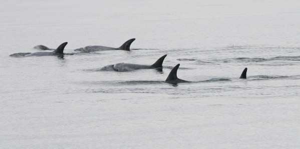 Risso's Dolphins